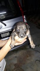 Puppies - Mixed Breed Dog