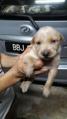 Puppies - Mixed Breed Dog