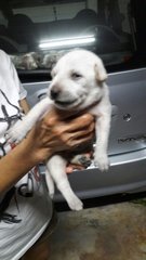 Puppies - Mixed Breed Dog