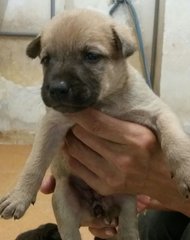 Puppies - Mixed Breed Dog