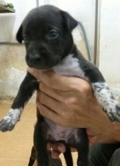 Puppies - Mixed Breed Dog