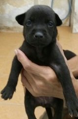 Puppies - Mixed Breed Dog