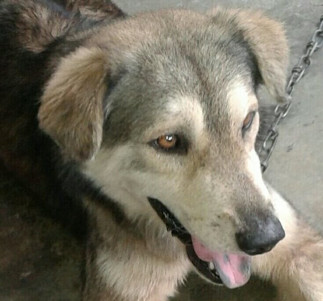 Husky - Mixed Breed Dog