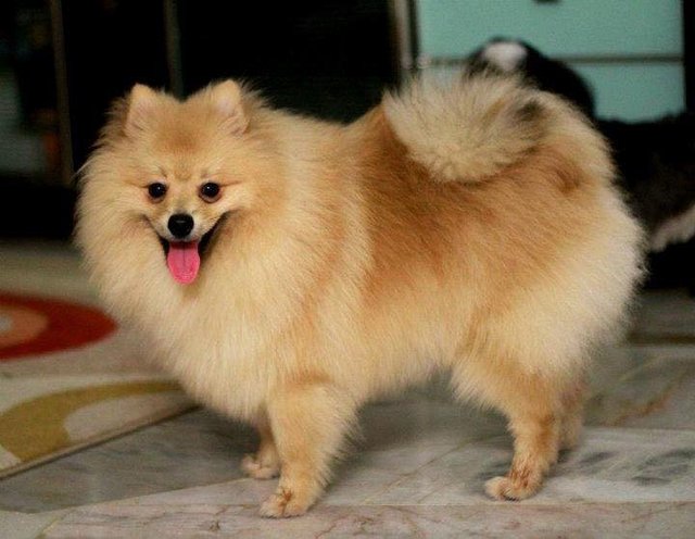 Cobie - Pomeranian Dog