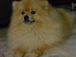 Cobie - Pomeranian Dog