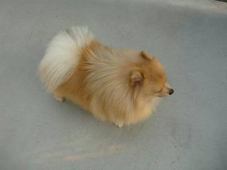 Cobie - Pomeranian Dog