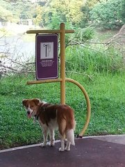 Brownie - Mixed Breed Dog