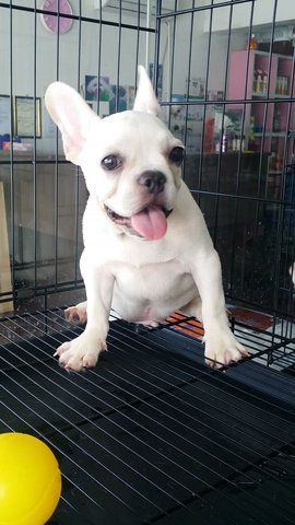 Cream Male French Bulldog - French Bulldog Dog