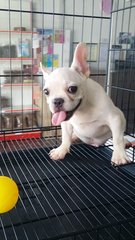 Cream Male French Bulldog - French Bulldog Dog