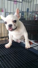 Cream Male French Bulldog - French Bulldog Dog