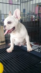 Cream Male French Bulldog - French Bulldog Dog