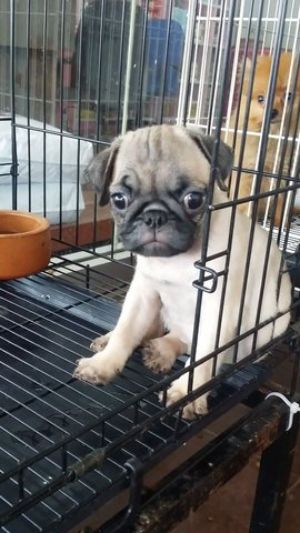 Pug Pug Female Puppy P10 - Pug Dog