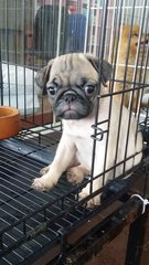 Pug Pug Female Puppy P10 - Pug Dog