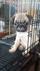 Pug Pug Female Puppy P10 - Pug Dog