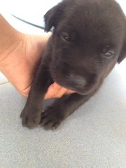 Puppy ( Free ) - Mixed Breed Dog