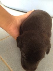 Puppy ( Free ) - Mixed Breed Dog