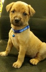 Dakota - Mixed Breed Dog