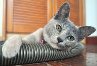 ✿ ..tequila.. ✿ - Russian Blue + Tortoiseshell Cat