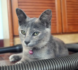 ✿ ..tequila.. ✿ - Russian Blue + Tortoiseshell Cat