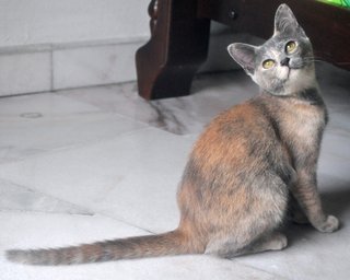 ✿ ..tequila.. ✿ - Russian Blue + Tortoiseshell Cat