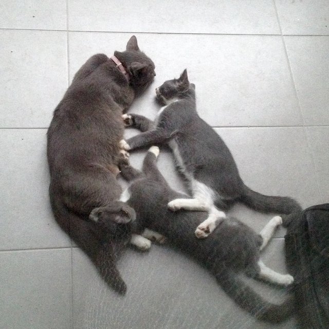 Gorgeous Grey Kittens &amp; Momma Cat - Domestic Short Hair Cat