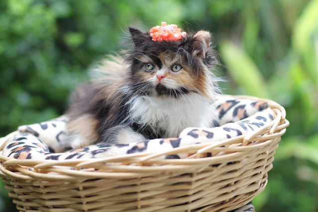 Maiko Fujiwara - Persian Cat