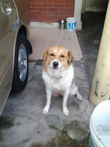 Ngao Ngao  - Mixed Breed Dog