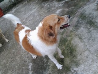 Ngao Ngao  - Mixed Breed Dog