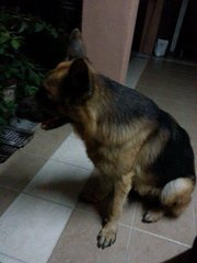 Bruno  - German Shepherd Dog Dog