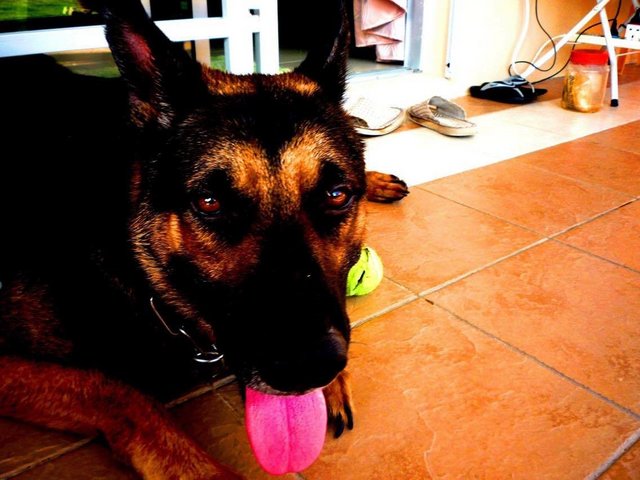 Bruno Sr - German Shepherd Dog Dog