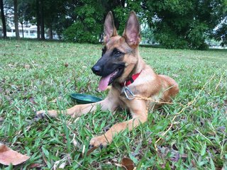 Ulfie - Belgian Shepherd Malinois + German Shepherd Dog Dog