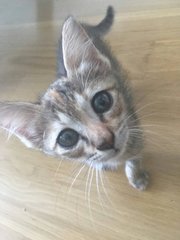 Black Boy &amp; Brown Girl - Domestic Short Hair Cat