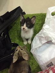 Black Boy &amp; Brown Girl - Domestic Short Hair Cat