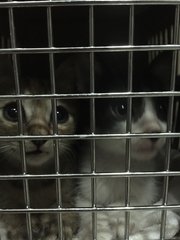 Black Boy &amp; Brown Girl - Domestic Short Hair Cat