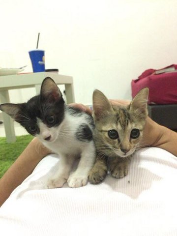 Black Boy &amp; Brown Girl - Domestic Short Hair Cat