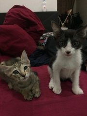 Black Boy &amp; Brown Girl - Domestic Short Hair Cat