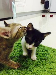 Black Boy &amp; Brown Girl - Domestic Short Hair Cat