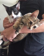 Black Boy &amp; Brown Girl - Domestic Short Hair Cat