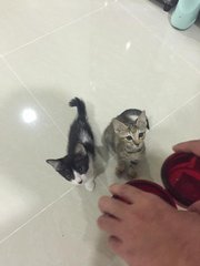 Black Boy &amp; Brown Girl - Domestic Short Hair Cat