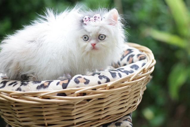 Princess Flipflop Fujiwara - Persian Cat