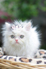 Princess Flipflop Fujiwara - Persian Cat