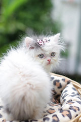 Princess Flipflop Fujiwara - Persian Cat