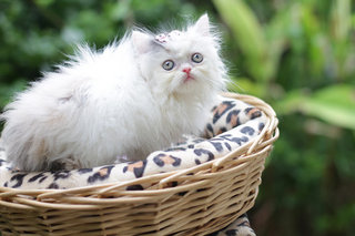 Princess Flipflop Fujiwara - Persian Cat