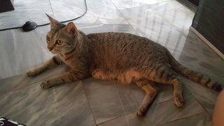 PF78483 - Tabby Cat