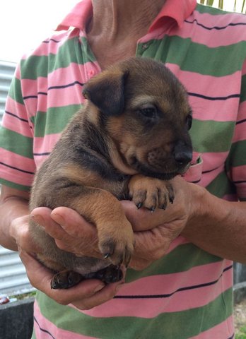 Beano - Mixed Breed Dog