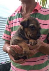 Beano - Mixed Breed Dog