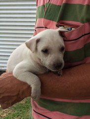 Creamy - Mixed Breed Dog