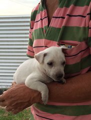 Creamy - Mixed Breed Dog