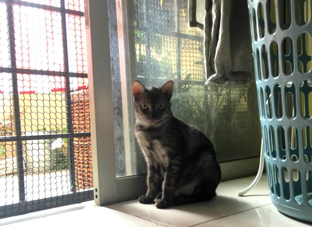 Monki - Domestic Short Hair Cat