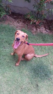 Sky - Dachshund + Jack Russell Terrier Dog